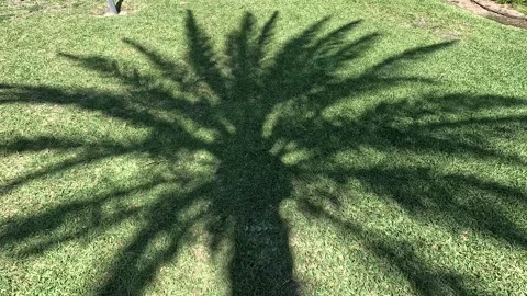 Shadow of the silhouette of a palm tree on a green grass Stock Footage 285231547