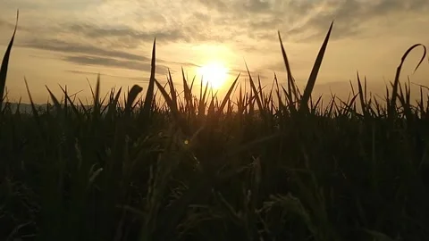 Shadow silhouette of rice in rice fields with sunset background Stock Footage 279446455