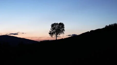 Shadow of a single tree in the middle - beautiful evening mood in the background Stock Photos