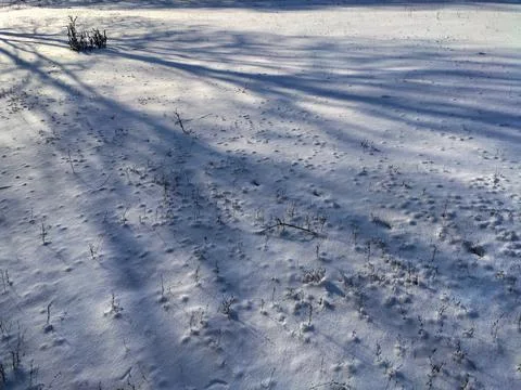 Shadow in the snow Fotos de archivo