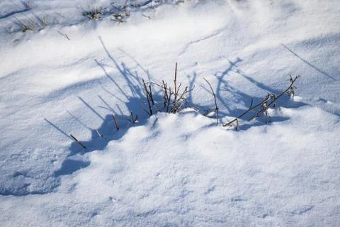Shadow in the snow a tussock Foto stock