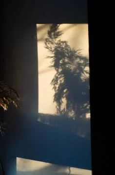 The shadow of a sprig of reeds on the wall at sunset Stock Photos