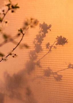 Shadow spring background cherry flowering branch natural Stock Photos