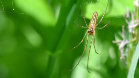 Shadow Stretch-spider, Long-jawed Orb Weaver, Tetragnatha montana Stock-Footage 147709773