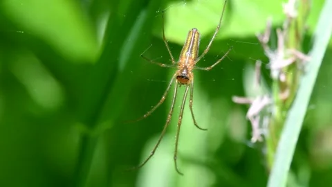Shadow Stretch-spider, Long-jawed Orb Weaver, Tetragnatha montana Stock-Footage 147709886