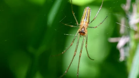 Shadow Stretch-spider, Long-jawed Orb Weaver, Tetragnatha montana Stock Footage 147839709