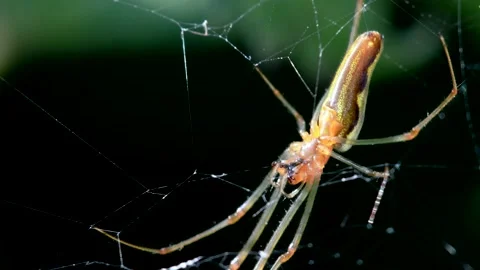 Shadow Stretch-spider, long-jawed orb weaver, Tetragnatha montana Stock Footage 151065537