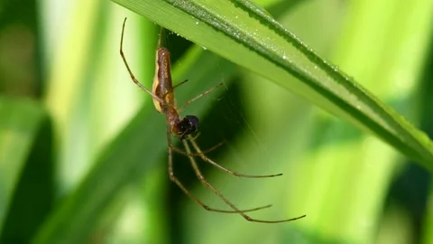 Shadow Stretch-spider, long-jawed orb weaver, Tetragnatha montana Stock-Footage 151066034