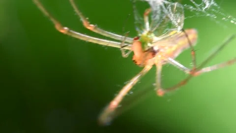 Shadow Stretch-spider, long-jawed orb weaver, Tetragnatha montana Stock Footage 167925593