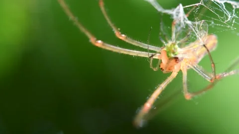 Shadow Stretch-spider, long-jawed orb weaver, Tetragnatha montana Stock-Footage 167925686