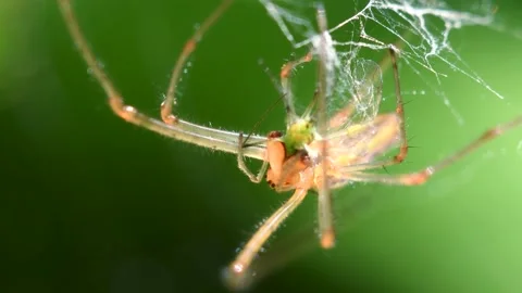 Shadow Stretch-spider, long-jawed orb weaver, Tetragnatha montana Stock-Footage 167925701