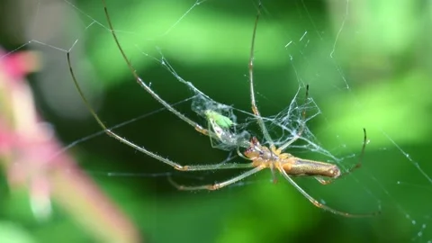 Shadow Stretch-spider, long-jawed orb weaver, Tetragnatha montana Stock-Footage 167925773
