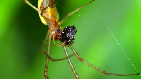 Shadow Stretch-spider or Long-jawed Orb Weaver eats prey on a web. Видео 138586837