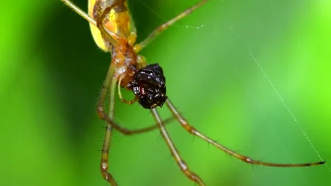 Shadow Stretch-spider or Long-jawed Orb Weaver eats prey on a web. Stock Footage 138587048