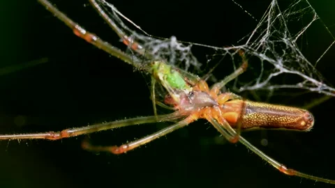 Shadow Stretch-spider or Long-jawed Orb Weaver eats prey on a web. Stockbeeldmateriaal 138593938