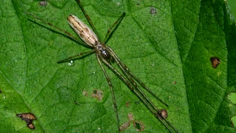 Shadow Stretch-spider or Long-jawed Orb Weaver eats prey on a web. Видео 138594198