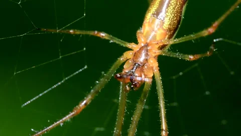 Shadow Stretch-spider or Long-jawed Orb Weaver eats prey on a web. Stock-Footage 138594273