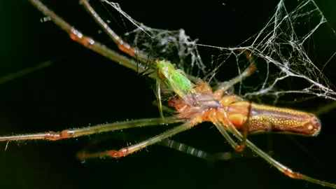 Shadow Stretch-spider or Long-jawed Orb Weaver eats prey on a web. Stock-Footage 138594549
