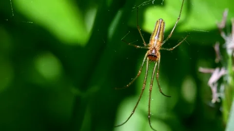 Shadow Stretch-spider or Long-jawed Orb Weaver eats prey on a web. Видео 138594652