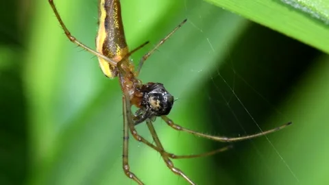 Shadow Stretch-spider or Long-jawed Orb Weaver eats prey on a web. Stock Footage 138595141