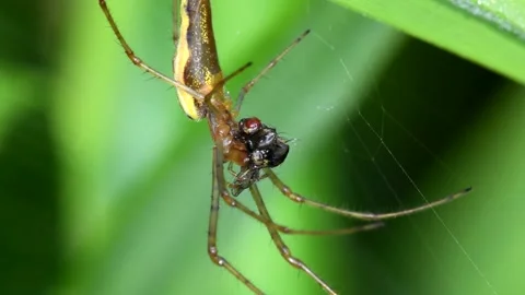 Shadow Stretch-spider or Long-jawed Orb Weaver eats prey on a web. 動画素材 138595624