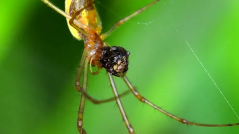 Shadow Stretch-spider or Long-jawed Orb Weaver eats prey on a web. Stock Footage 138595976
