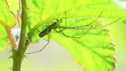 Shadow Stretch-spider or Long-jawed Orb Weaver eats prey on a web. Stock Footage 138937984