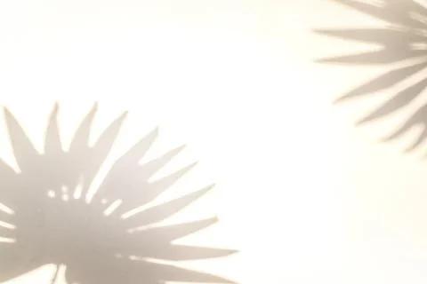 Shadow summer background. Plant leaf shadows on white wall in abstract tropic Stock Photos