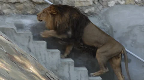 From shadow to sun: Asian lion, going up stairs from empty pool. King of beasts Stock Footage 46422284