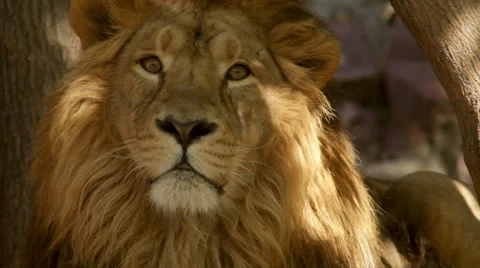 From shadow to sun: a lion close up on tree shadow background. Video stock 46407439