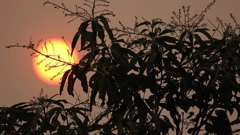 Shadow of Sun with Mango flower Video stock 121942066
