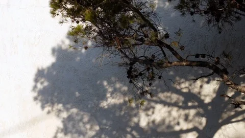 Shadow in the sunny day Stock Footage 122168881