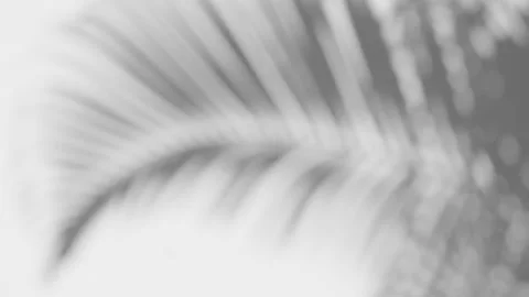 Shadow of the swaying palm leaf overlay on a white background Stock Footage 262350466