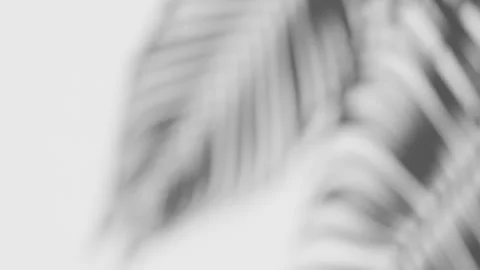 Shadow of the swaying palm leaf overlay on a white background Stock Footage 264549045