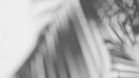 Shadow of the swaying palm leaf overlay on a white background Stock Footage 265203651