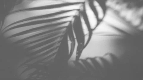 Shadow swaying palm leaf on white background Stock Footage 233751662