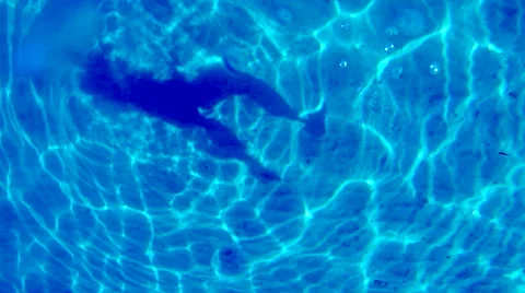 A shadow of swimmer on the sandy bottom of the sea in sunny day Vidéo 69013392
