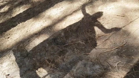 Shadow swings Stock Footage 166581886