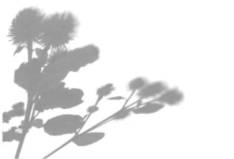 The shadow of a thistle bush on a white wall. A black and white image to overlay Stock Illustration
