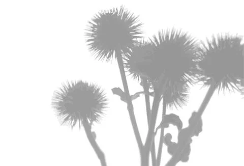 The shadow of a thistle bush on a white wall. A black and white image to overlay Stock Illustration