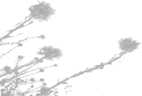 The shadow of a thistle bush on a white wall. A black and white image to overlay Stock Illustration