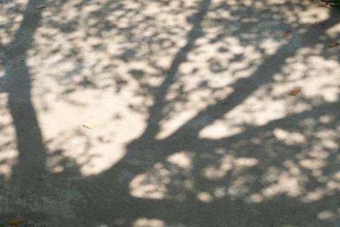 Shadow of tree and leaf on wall background Stock Photos