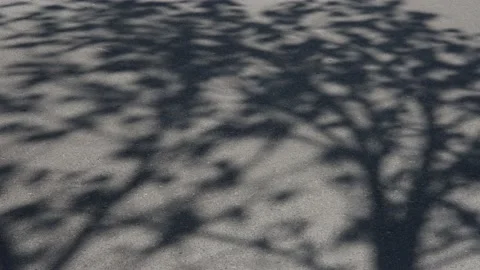 Shadow of a tree on asphalt road Video stock 172250285