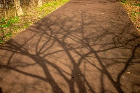 The Shadow of a Tree Being Cast on Blacktop Pavement Stock Photos