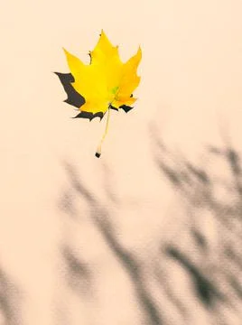 The shadow of a tree branch and one yellow maple leaf on beige paper. 스톡 사진
