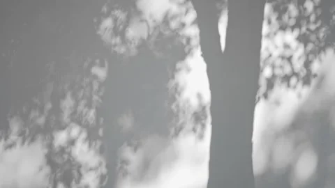Shadow of tree branch sway in the wind on white wall background Stock Footage 326377892