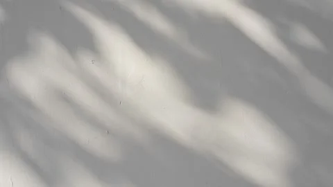 Shadow of tree branch sway in the wind on white wall background Stock Footage 327966145