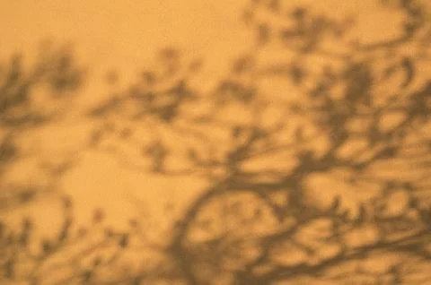 Shadow of tree with branches and leaves. Stock Photos