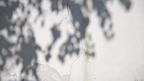 Shadow of tree branches on the cracked wall. Stock Footage 289474253