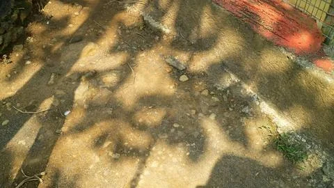 Shadow of tree branches on dirt ground in sunny outdoor setting Stock Photos